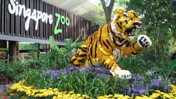 Singapore Zoo turns 40, 40 per cent discount for 40-year-olds Singapore Zoo turns 40, 40 per cent discount for 40-year-olds